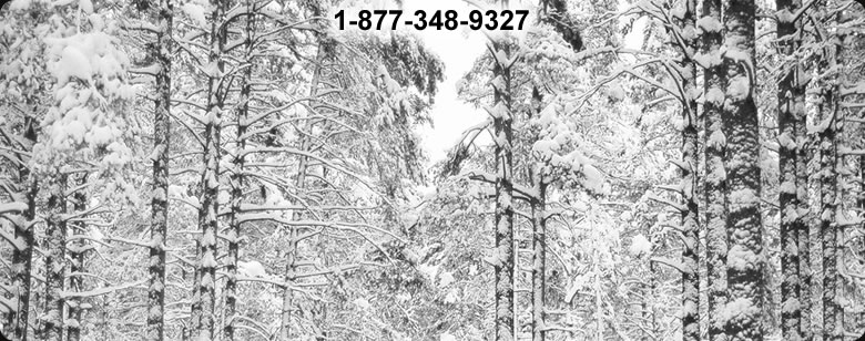 Learn Bushcraft